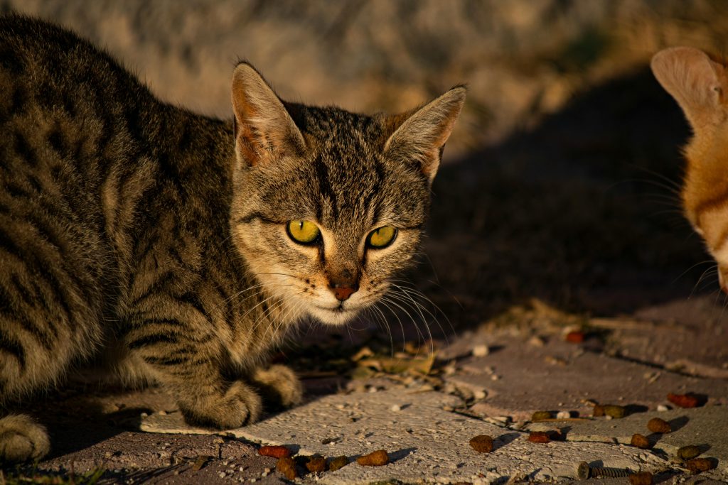 Zdjęcie do artykułu: Żywienie kota: sucha, mokra czy BARF? Co wybrać?
