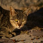 Żywienie kota: sucha, mokra czy BARF? Co wybrać?